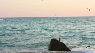 海鸥飞翔视频素材