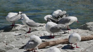 岸边群聚的海鸥