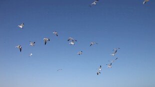 海鸥飞翔视频素材