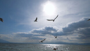 海天一色飞鸟翱翔