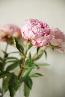 娇艳粉色芍药花