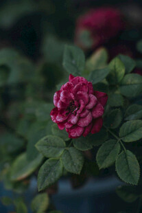 娇艳红玫瑰绽放绿叶间