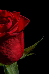 娇艳红玫瑰特写