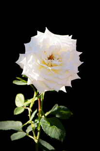 白色单朵玫瑰特写