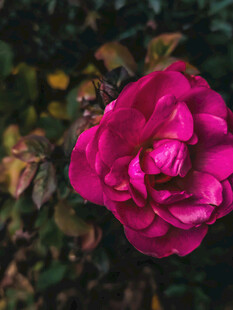 娇艳玫红玫瑰特写