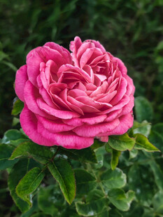 娇艳粉色玫瑰绽放