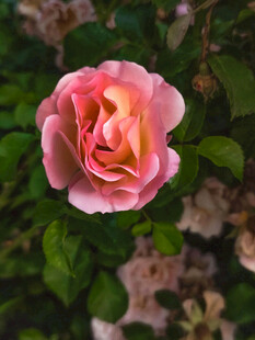 娇艳粉色玫瑰绽放