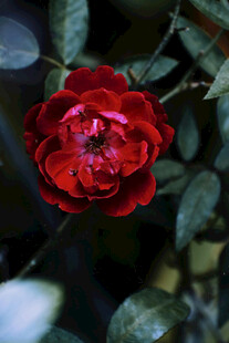 娇艳红玫瑰绽放绿叶间