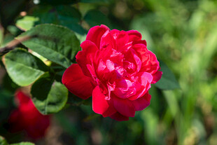 娇艳欲滴的红玫瑰