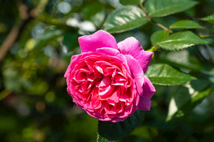 娇艳粉色玫瑰绽放