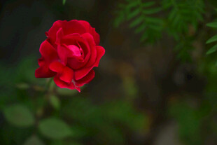 娇艳红玫瑰绽放于绿意间