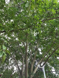 繁茂绿树间的光影景致