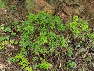 地面丛生的绿色植物