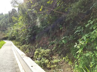 山间小径旁的繁茂植被