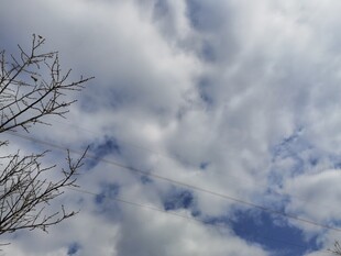 蓝天白云下的光秃树枝