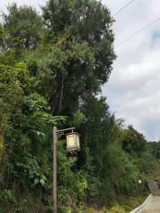 林间路旁的木质鸟舍