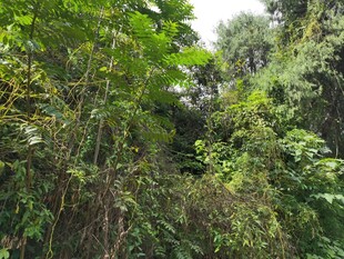 茂密丛林绿意盎然景象