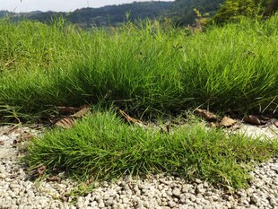 野外草地与碎石景观