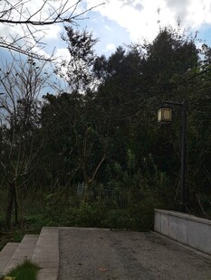 宁静的户外园林景观