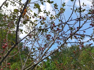 枝头繁花映蓝天