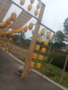 户外黄色灯笼装饰景观