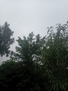 茂密树林上方的朦胧天空