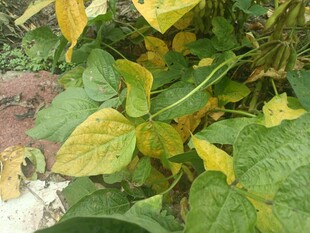 黄叶绿叶交织的植物景观