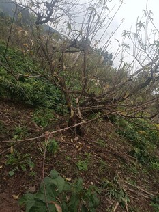 倾斜果树地面杂乱景象