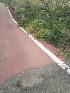 红色骑行道旁的绿植景观