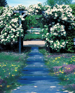 繁花簇拥的幽美花园小径