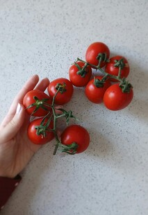 手捧新鲜番茄果实