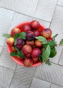 红碗盛多彩李子带绿叶