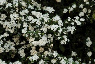 白色繁花绽放画面