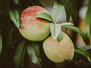 枝头鲜嫩桃子挂绿叶间