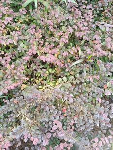 地面粉色小花植物景观