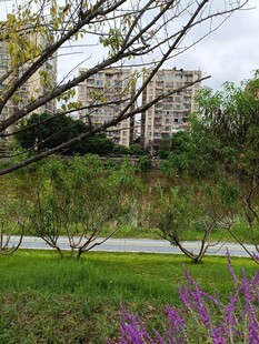 城市中绿意盎然的自然景致