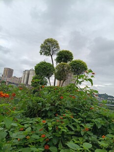 城市中绿意盎然的植物景观