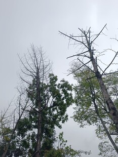 枯树与绿树并存的景象