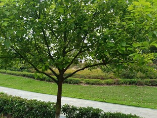 公园中的绿树与小径