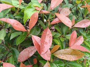 红叶绿叶交织的植物景观