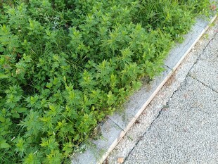 路边绿意盎然的蓬勃植物