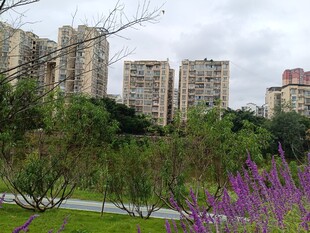 城市中绿植环绕的住宅区