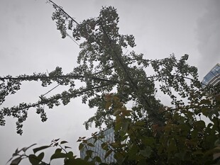 雨中枝叶繁茂的树木