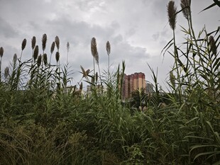 野外芦苇丛与远处建筑