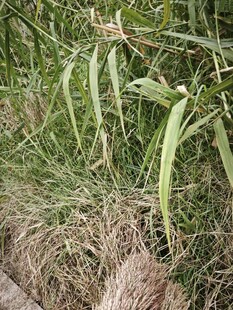 野外生长的嫩绿竹叶