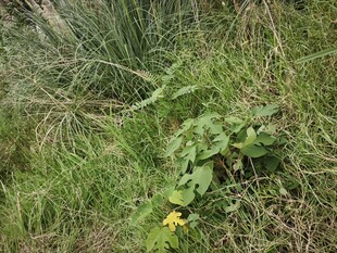 草丛中的黄色小花