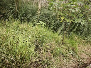 野外草丛中的小鸟