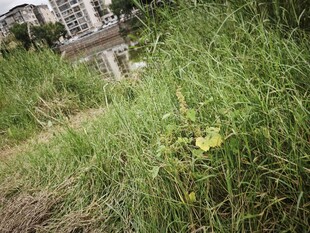 草丛中的建筑一角