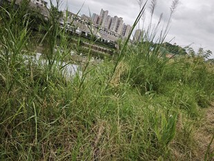 河畔繁茂野草与远处城市景