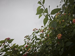 墙头繁花绿意盎然